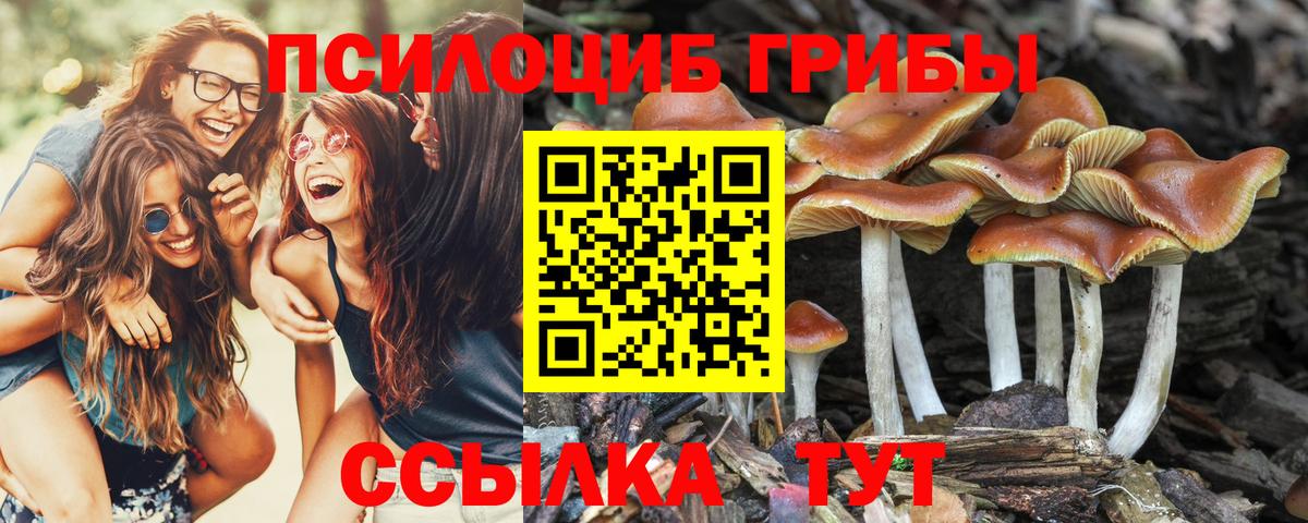 Псилоцибиновые грибы Psilocybine cubensis Лесозаводск